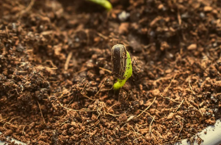 A grass-like seed beginning to germinate in soil
