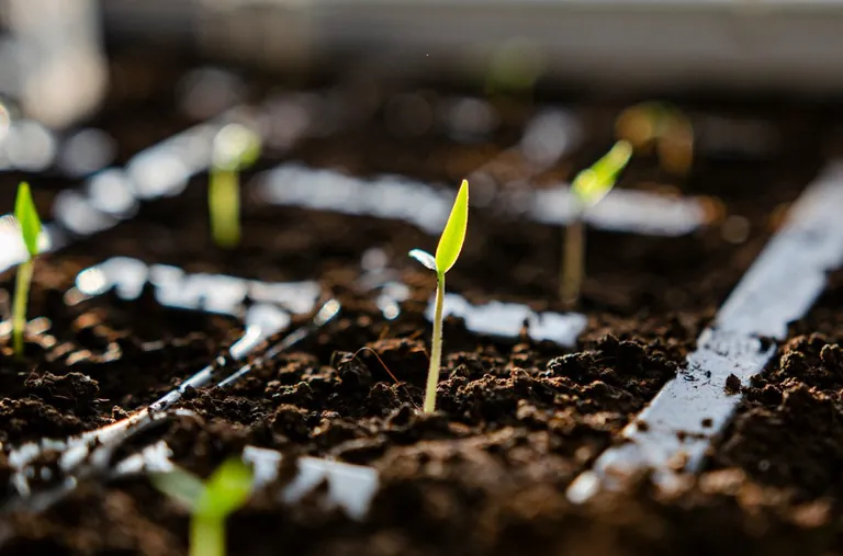Young green seedlings emerging from moist soil