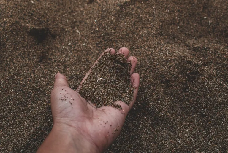 A hand holding loose sandy soil used to illustrate seedbed texture and seed-to-soil contact