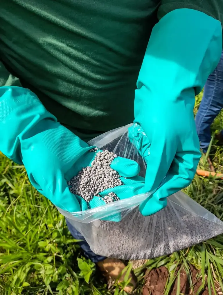 Gloved hands holding granular fertilizer over grass