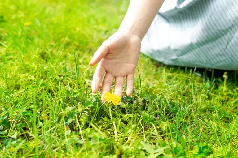 A hand reaching toward a dandelion in a lawn